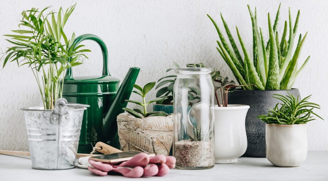 9 plantes d’interieur porte-bonheur qui vous aideront a rester en bonne sante, a trouver l’amour et a gagner de l’argent